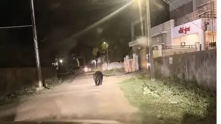 Bear Rescue