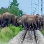 Elephant Alert