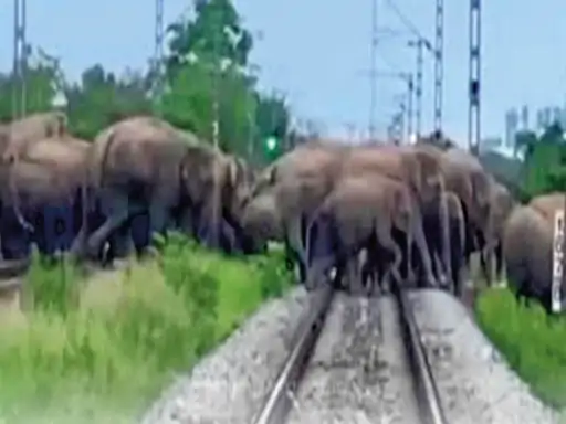 Elephant Alert