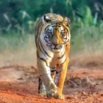 Naya Raipur Jungle Safari