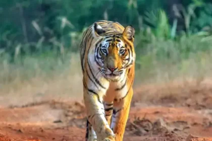 Naya Raipur Jungle Safari