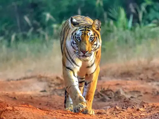 Naya Raipur Jungle Safari