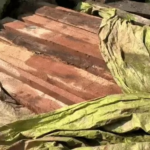 Illegal Timber
