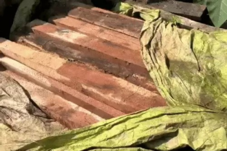 Illegal Timber