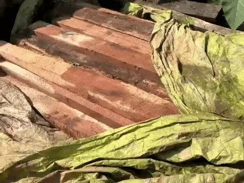 Illegal Timber