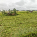 Crop Damage