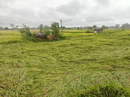Crop Damage
