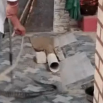 Snake Rescue