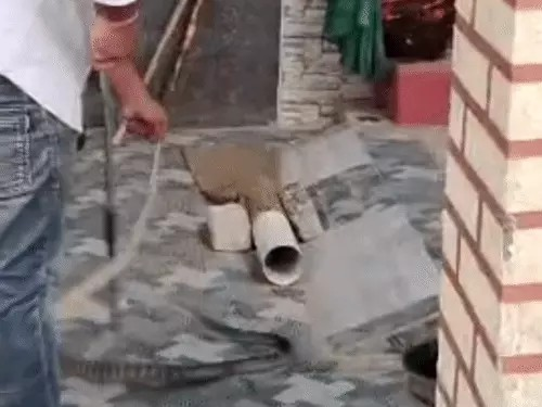 Snake Rescue